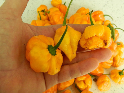 KNESSiN Scotch Bonnet Farmers Market Chilli Seeds For Gardening-(2400 Seeds) Seed(2400 per packet)