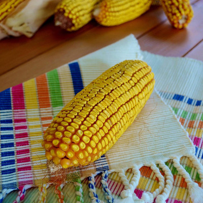 WILLVINE GOI -IX Cooks Early Yellow Dent Corn-[1Kg] Seed(4000 per packet)