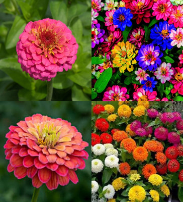 ibains Zinnia flower seeds hybrid 20 Seed(20 per packet)