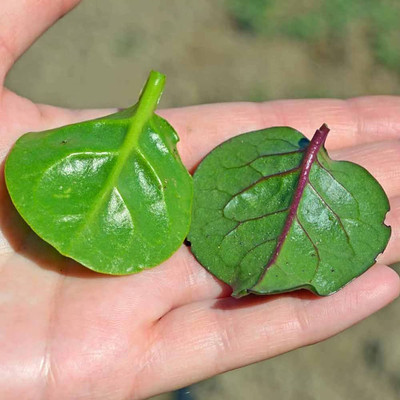 BDSresolve red stem malabar spinach seeds/malabar spinach seed 20 Seed(20 per packet)