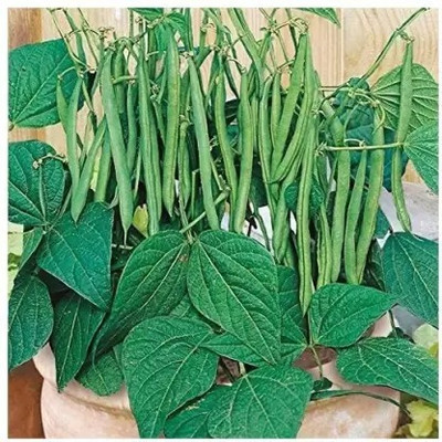 Aro Beans, French Beans Seed(34 per packet)