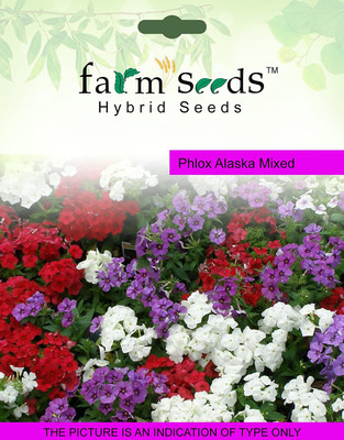 CYBEXIS Phlox Alaska Mixed Hybrid Seeds100 Seeds Seed(100 per packet)