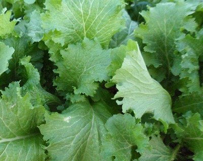 CYBEXIS XLR-23 - Mustard Green Wave - (250 Seeds) Seed(250 per packet)