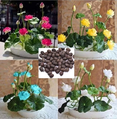 AloGardening Mixed Colour lotus Seed Per Packet- 19 Pc Seed(19 per packet)
