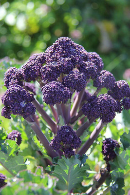 CYBEXIS GUA-49 - Purple Broccoli - (1350 Seeds) Seed(1350 per packet)