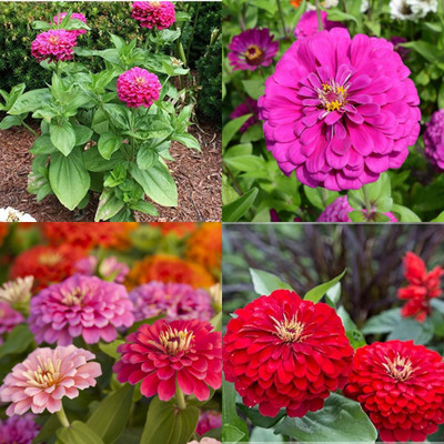 ibains Zinnia flower seeds combo 32 Seed(32 per packet)