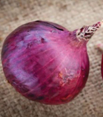 Qualtivate GBPT-3A Red Candy Apple Hybrid Onion Seeds Seed(500 per packet)