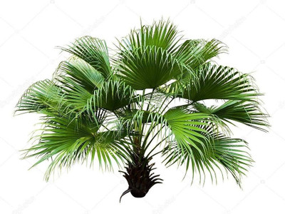 Pbevergreen Butterfly Palm seeds/palm seed 11 Seed(11 per packet)