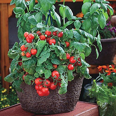 Qualtivate HYB-1A Red Robin Tomato Seed(300 per packet)