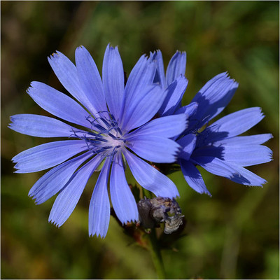 WILLVINE ™ Chicory / Italian Dandelion (Cichorium intybus)-200 SEEDS Seed(200 per packet)