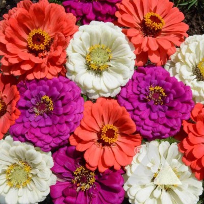 Quentova Sea Zinnia Mix-VISHVA-7J Seed(50 per packet)