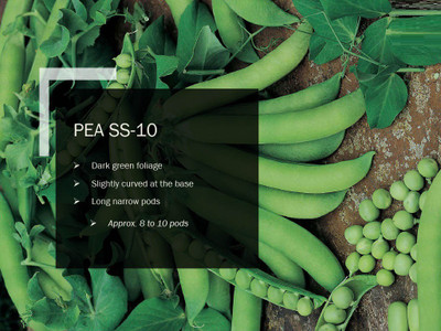 CYBEXIS PEA SS-10 SEEDS(500 Seeds) Seed(500 per packet)