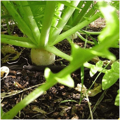 WILLVINE XLR-672 Japanese Minowase Radish Seeds Seed(500 per packet)