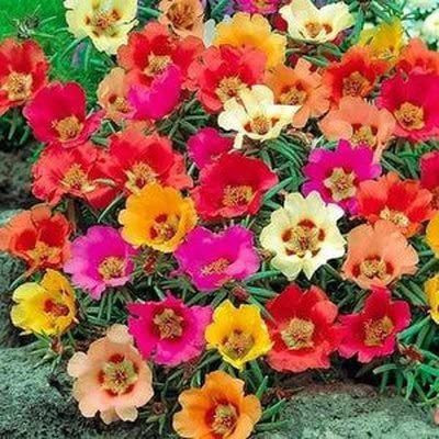 ACCELCROP 11'o Clock Flower Seed(13 per packet)