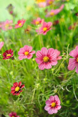 Quentova Cosmos bipinnatus Antiquity Seed(100 per packet)