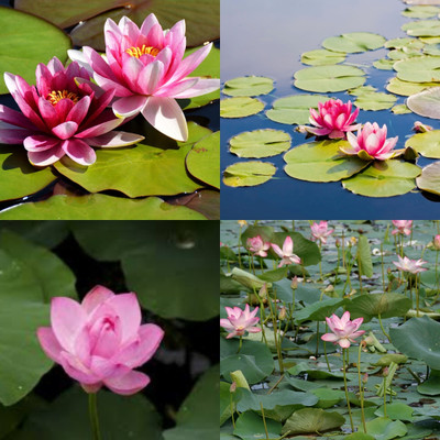 ibains Ultimate 1000 petal lotus seeds biij 19 Seed(19 per packet)