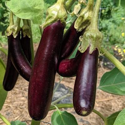 VibeX ® VMR-633 Little Fingers Eggplant Brinjal Seeds Seed(200 per packet)