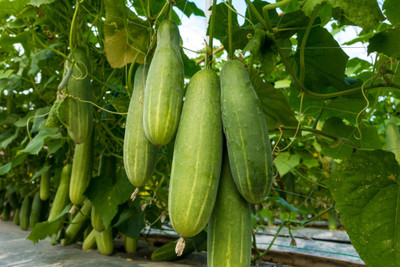 abiswas Khira, Cucumber, Sosa Vegetable Seed(66 per packet)
