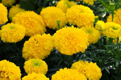 SOWCAN marigold/gende ka phool flower seeds Seed(25 per packet)