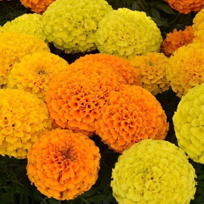 Quentova African गेंदे का फूल / Flower Marigold/Gainda Multicolor-SWAT-3F Seed(150 per packet)
