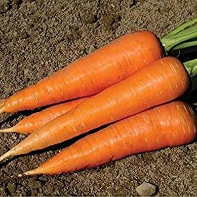 BDSresolve Carrot seeds Pack of 162 Seed(162 per packet)