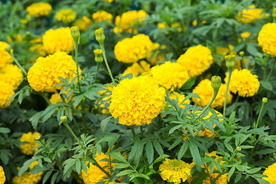 hyb marigold/gende ka phool flower seeds Seed(75 per packet)