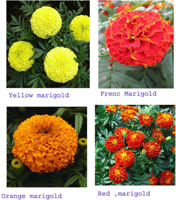 Pbevergreen Mix marigold flower seeds hybrid all season for home garden Seed(160 per packet)