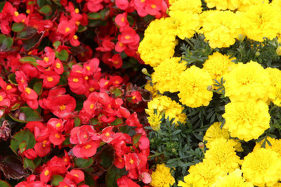 AAKASH marigold/gende ka phool flower seeds Seed(50 per packet)