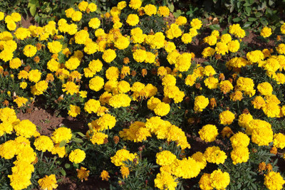 ADVAIT ABEER marigold/gende ka phool flower seeds Seed(50 per packet)