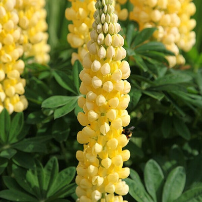 TRICONE Russell Lupin Flower Seed, Dwarf Hybrid Lupinus Polyphyllus 20 Seeds WS26 Seed(20 per packet)