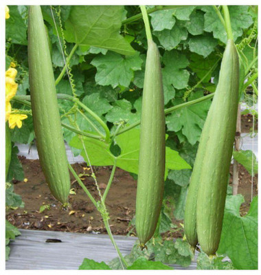 CEZIUS Easy to grow sponge Gourd Tori Vegetable Plant Seed(100 per packet)