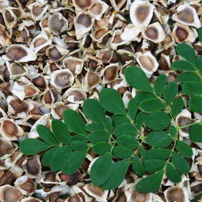 VibeX LX-30 - Moringa Non-GMO Organic - (1350 Seeds) Seed(1350 per packet)