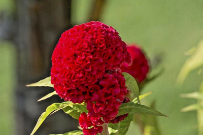 Avysa Celosia Cristata Cockscomb Seed(10 per packet)