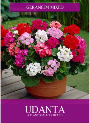 Udanta Udanta Geranium Imported Flower Seeds- Pack of 10 Seeds Seed(1 per packet)