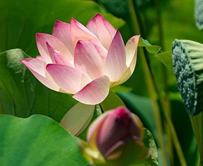 VibeX LXI-90 - Water Lily Flower Plant - (30 Seeds) Seed(30 per packet)