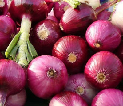 VibeX GBPUT-44 - Organic Ruby Red Onion Burgundy - (1500 Seeds) Seed(1500 per packet)