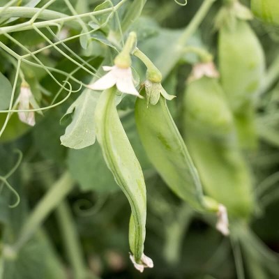 Qualtivate ICRA-8A Pea - Avalanche Seed(200 per packet)