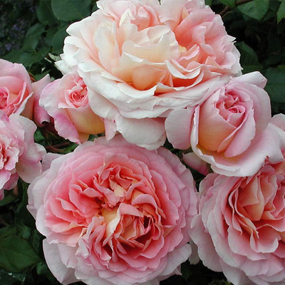 Qualtivate GBPUT-575 Rose Seeds for Planting Seed(50 per packet)