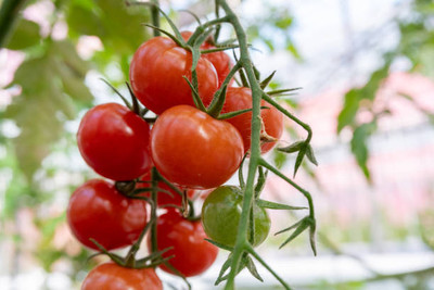 Seedshub tomato Seed(80 per packet)