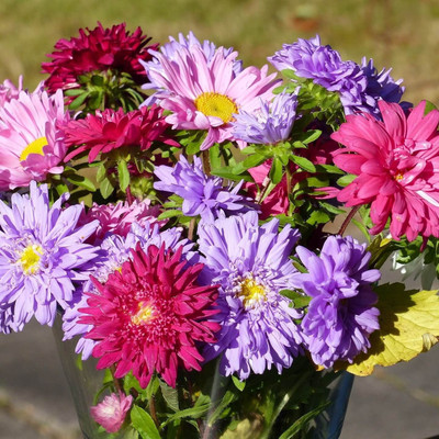 Lorvox Aster Seed(32 per packet)