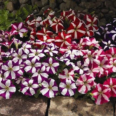 CYBEXIS KGF -20 - Petunia Multiflora Star - (60 Seeds) Seed(60 per packet)