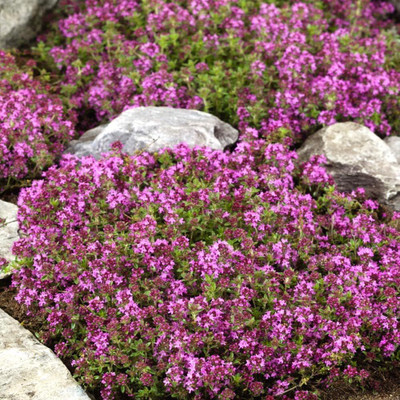 Qualtivate VXL-3AT Wooly Creeping Thymus Seed(50 per packet)