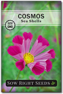 WILLVINE ™ Sea Shells Cosmos Flower-2000 SEEDS Seed(2000 per packet)