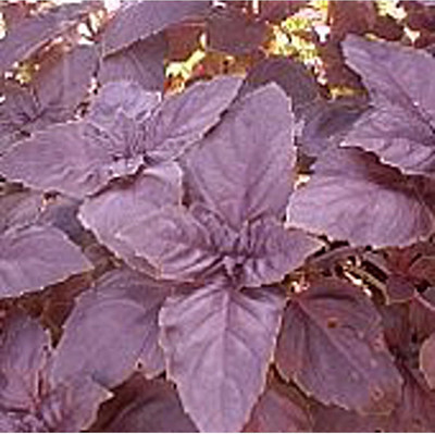 Qualtivate XLL-15 Basil Red Rubin Seeds Seed(1000 per packet)
