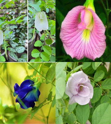 ibains Aparajita double ( blue and white ) flower seeds bij 13 Seed(13 per packet)
