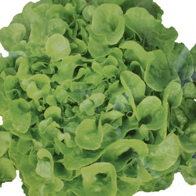CYBEXIS Oak Leaf Green Lettuce Seeds Four Seasons1000 Seeds Seed(1000 per packet)