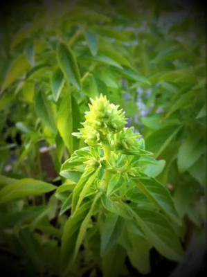 WILLVINE HUA-27 MARSEILLAIS DWARF BASIL Seed(1000 per packet)