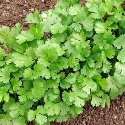 Cloud Farm Coriander Dhaniya High Germination Hybrid Vegetable Seed(270 per packet)