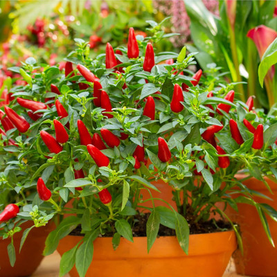 KNESSiN Hot Prairie Fire Chilli Seeds For Kitchen Gardening-(1200 Seeds) Seed(1200 per packet)