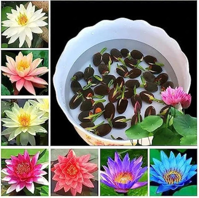 DEYS AGRO ™ lotus seeds, lotus flower seeds,kamal gatta, lotus seeds for home garden Seed(14 per packet)